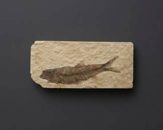 Knightia eocaena Fossil Fish and Murex Seashell