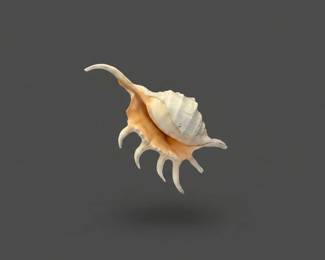 Lambis chiragra Gouty Spider Conch third image
