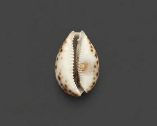 Scrimshawed Tiger Cowrie Shell with Sea Turtle eighth image