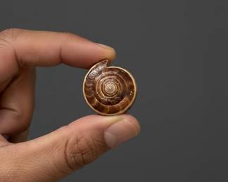 Conus Textile Sea Shell