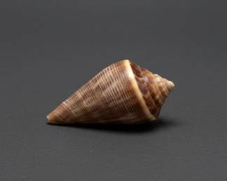 Conus Textile Sea Shell second image