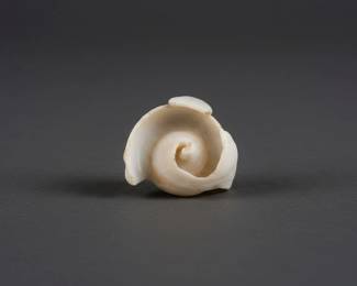 Sundial Seashell Architectonica