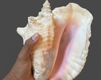 Large Queen Conch Shell