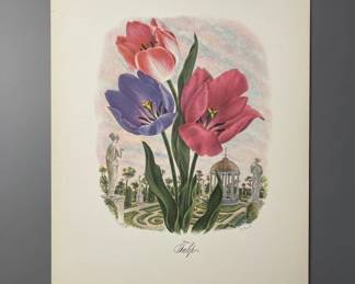 Tulip Botanical Print by P. Lovett third image