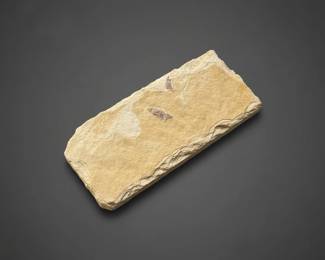 Knightia eocaena Fossil Fish and Murex Seashell second image