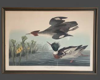John James Audubon RedBreasted Merganser Havell Engraving Plate CCCCI