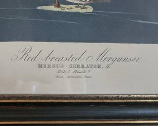 John James Audubon Redbreasted Merganser Print B