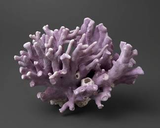 Natural Purple Allopora Coral Specimen