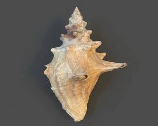 Spider Conch Shell