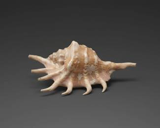 Lambis chiragra Gouty Spider Conch