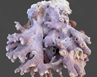 Natural Purple Allopora Coral Specimen second image