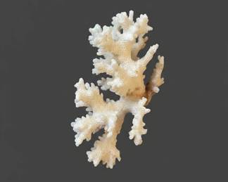 Queen Conch Shell and Branching Coral Specimen