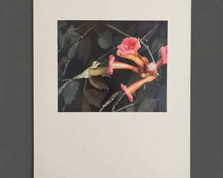 Eliot Porter Hummingbird and Trumpet Vine Photograph second image