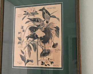 Vintage Arthur Singer Bird and Botanical Prints