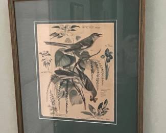 Arthur Singer Bird Print