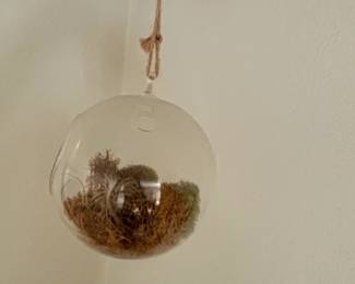 Hanging Glass Globe Terrarium with Moss second image