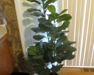 Live Plants