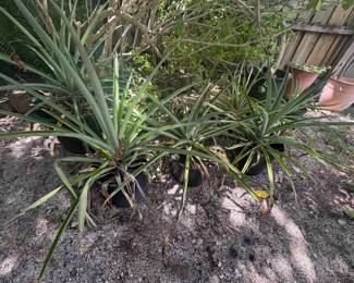 h outdoor pineapple