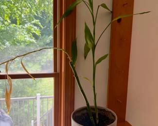 Plant