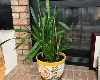 H23 - $25. Potted Snake Plant. Pot Measures 12.5” Diameter x 11” Tall.