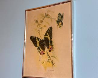 Butterfly Wall Art