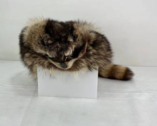 Racoon Hat