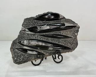 Orthoceras Fossil Plate
