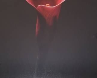Red Calla Lily Photographic Print by Garry Gay14"x11"