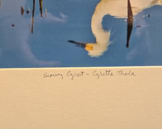 P. Shaw Snowy Egret - Egretta Thula Limited Edition Photograph