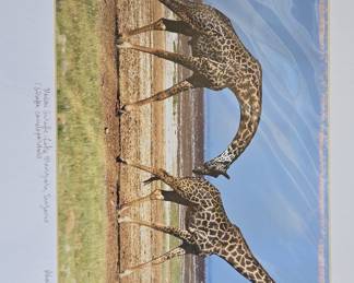 Masai Giraffe, Lake Manyara, Tanzania Signed Limited Edition Print by Ashale-Photo, 3/50, 2008