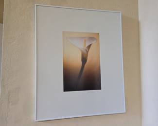 Jon Kaplan Calla Lily Photographic Print