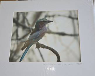 Lilac-Breasted Roller Photograph by P. Shaw