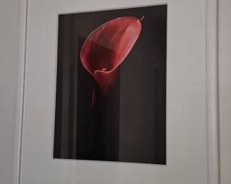 Red Calla Lily Photographic Print by Garry Gay14"x11"