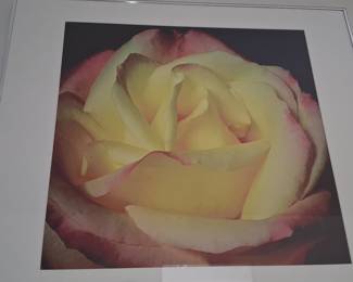 Floral Rose Photographic Print size 20"x21" without frame