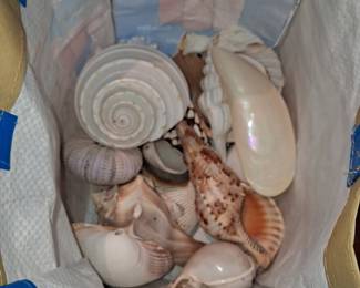 Collection of Assorted Natural Seashells