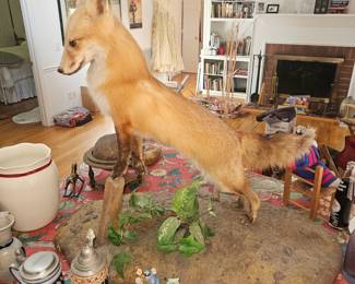 Beautiful Red Fox Mount