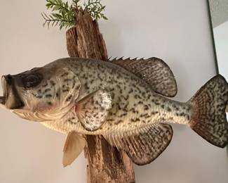 Black Crappie Taxidermy Mount