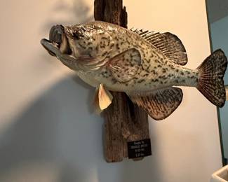 Taxidermy Black Crappie Wall Mount