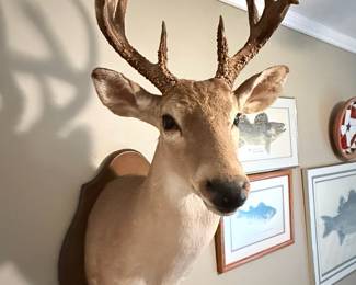 Another large deer head!