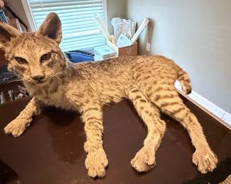 Taxidermy bobcat