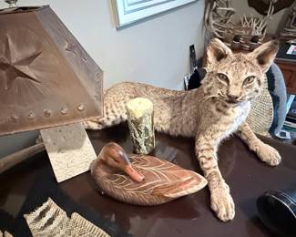 Taxidermy bobcat