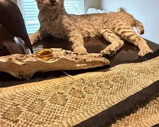 Taxidermy bobcat