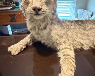 Taxidermy bobcat
