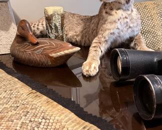 Taxidermy bobcat