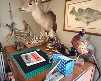 Taxidermy paradise!
