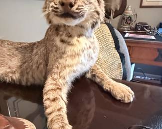 Taxidermy bobcat