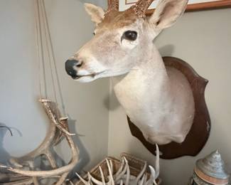 Impressive mounted deer head with a large antler collection—perfect for rustic décor lovers, collectors, or the ultimate hunting lodge display!