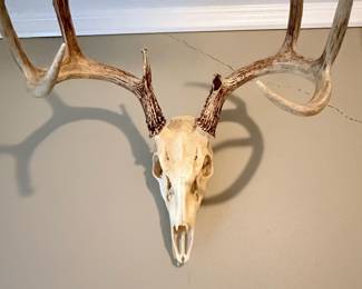 Striking antlered deer skull wall mount—a bold statement piece for any ranch, lodge, cabin, or rustic home! 🦌