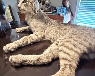 Taxidermy bobcat