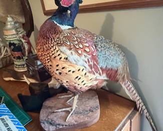 Beautiful full-body pheasant mount with vibrant, detailed plumage a standout collectible for any hunting lodge, ranch, or rustic décor enthusiast!